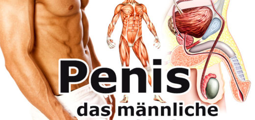 Penis - das männliche Geschlechtsorgan